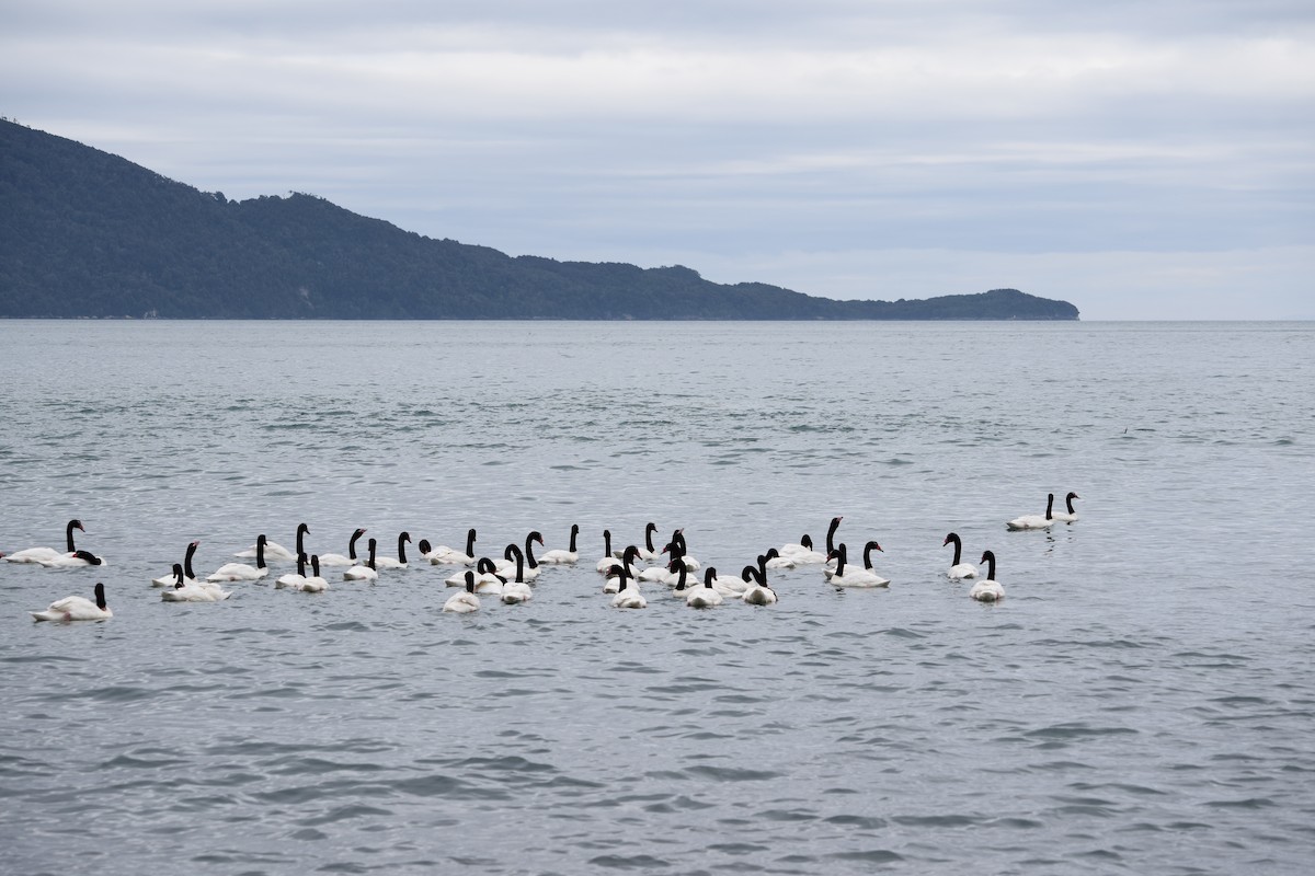 Black-necked Swan - ML357666091