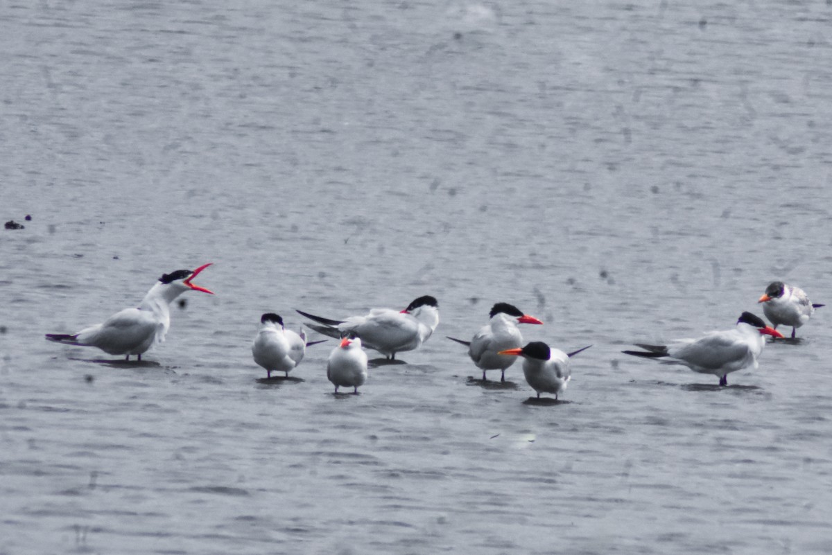 Caspian Tern - Haley Gottardo