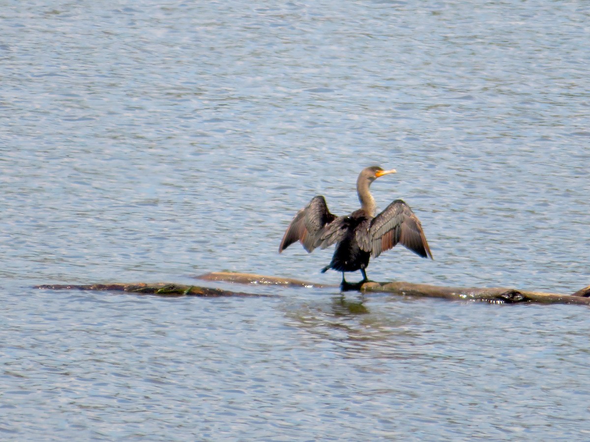 Cormoran à aigrettes - ML357667001