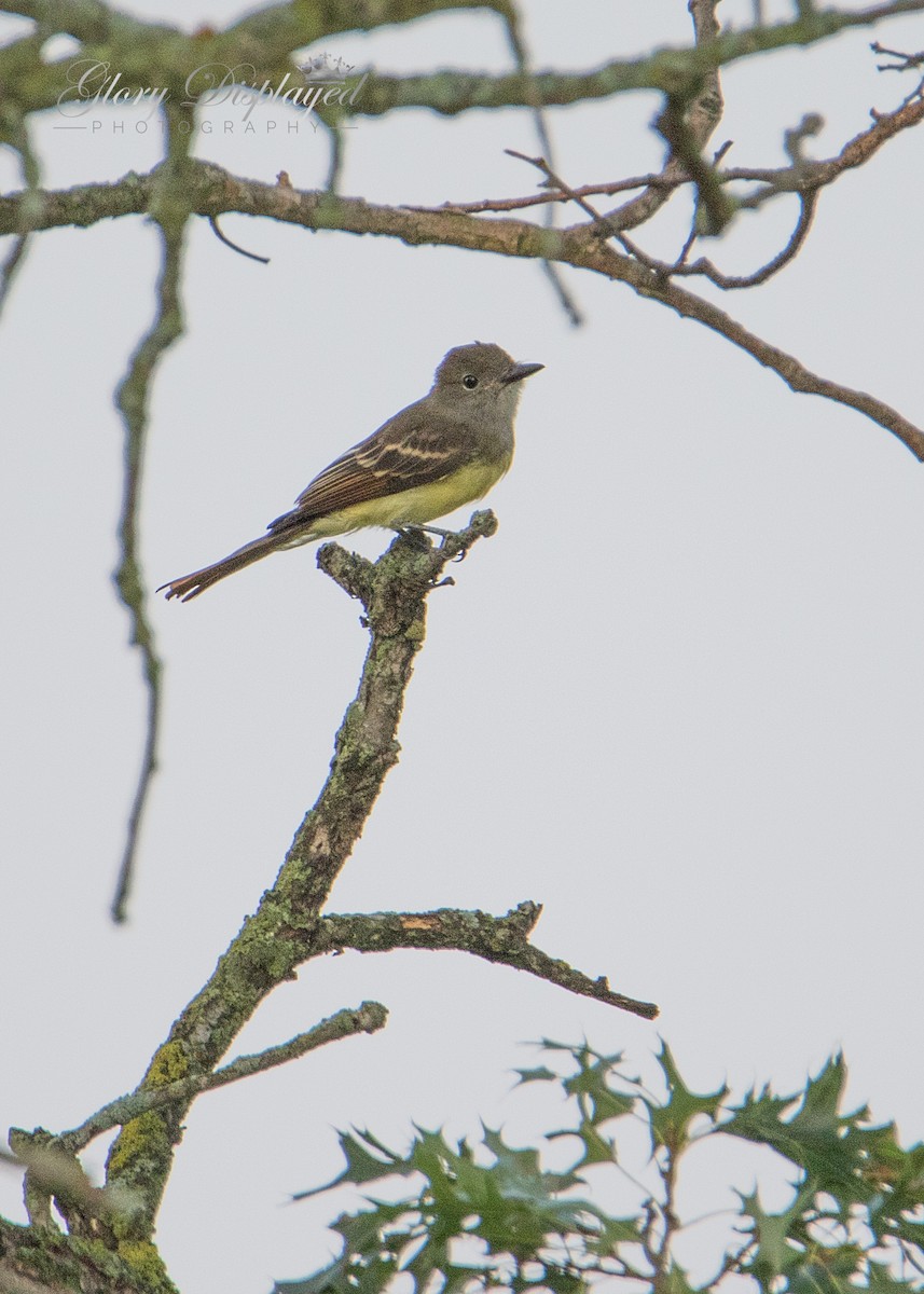 Great Crested Flycatcher - ML357667181