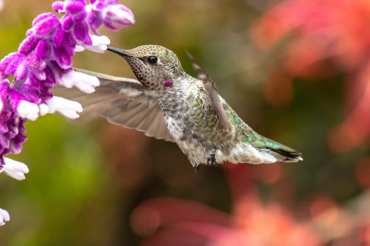 Anna's Hummingbird - ML357667451