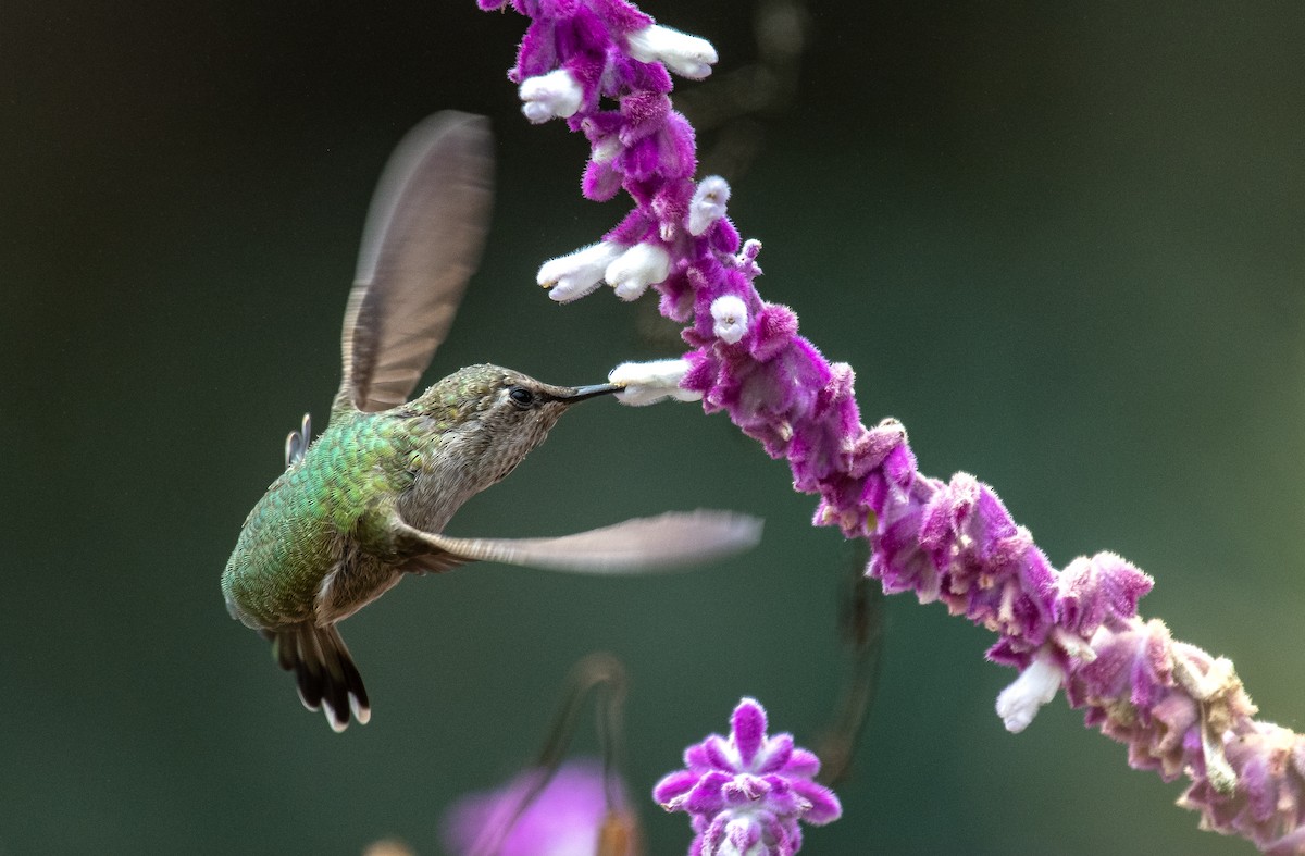 Anna's Hummingbird - ML357667461