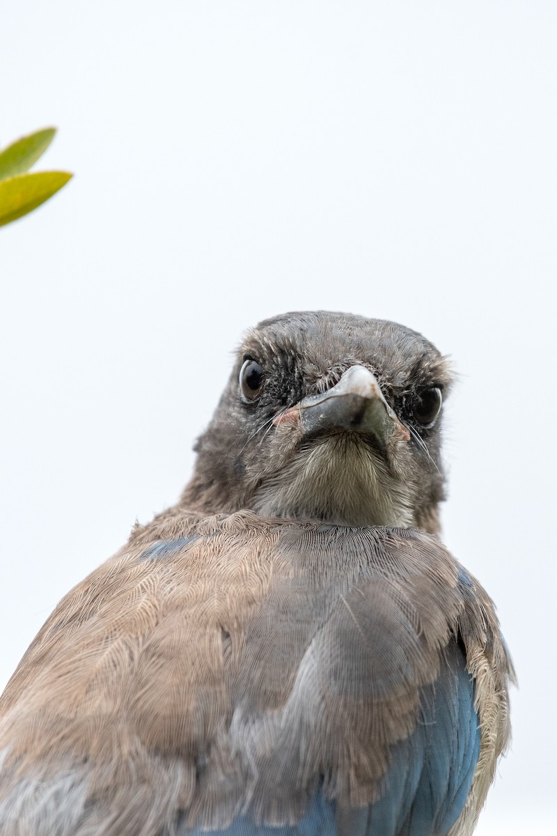 California Scrub-Jay - ML357667481