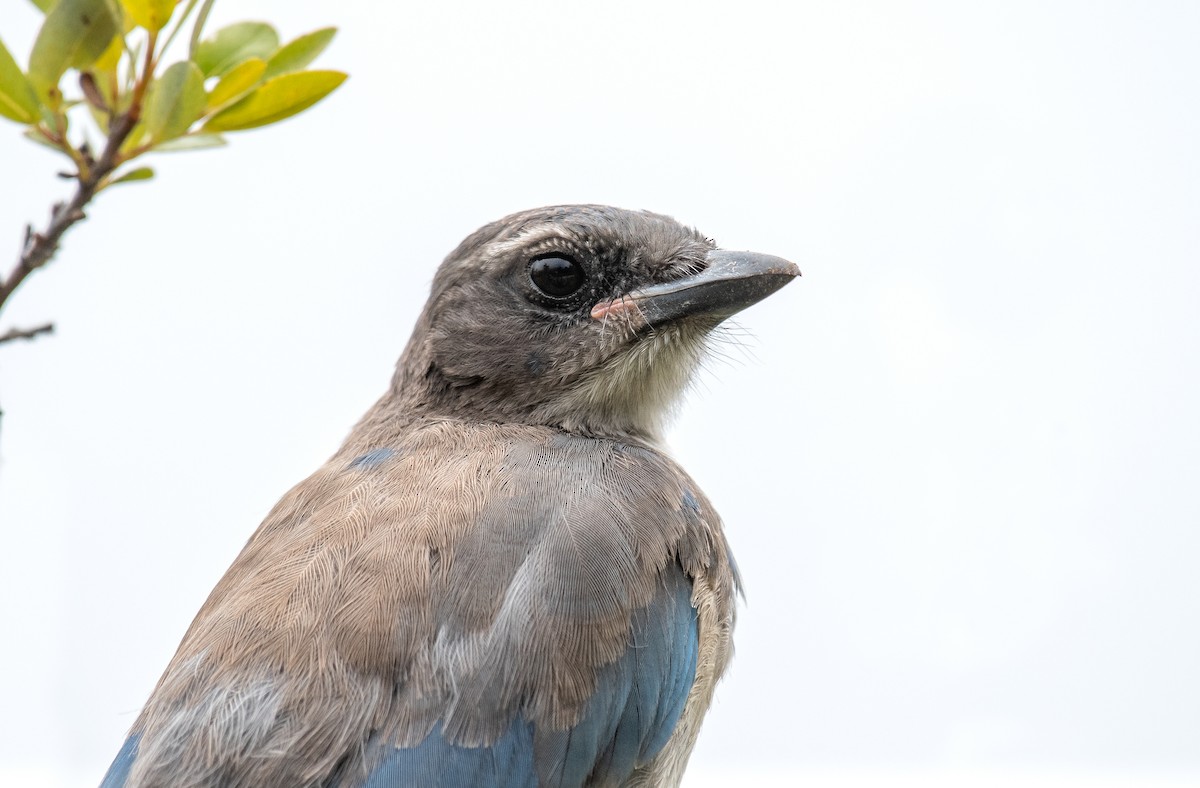 California Scrub-Jay - ML357667501