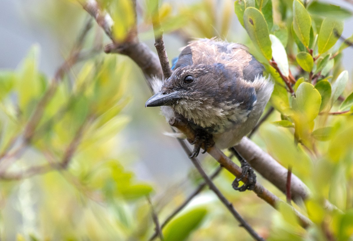 California Scrub-Jay - ML357667691