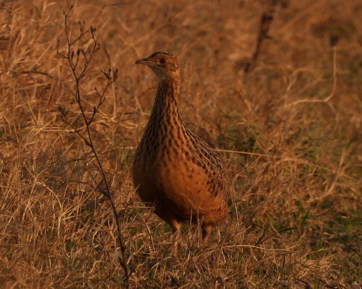 Spotted Nothura - ML357667751