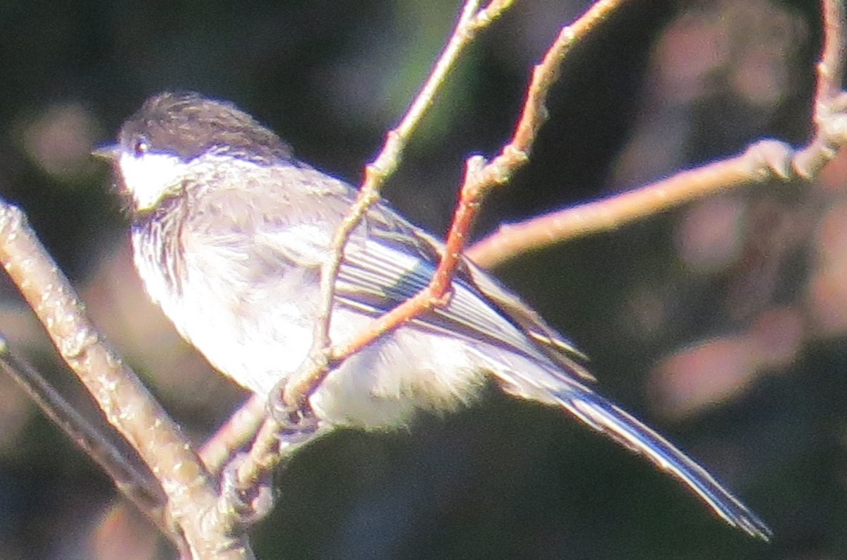 Mésange à tête noire - ML357668071