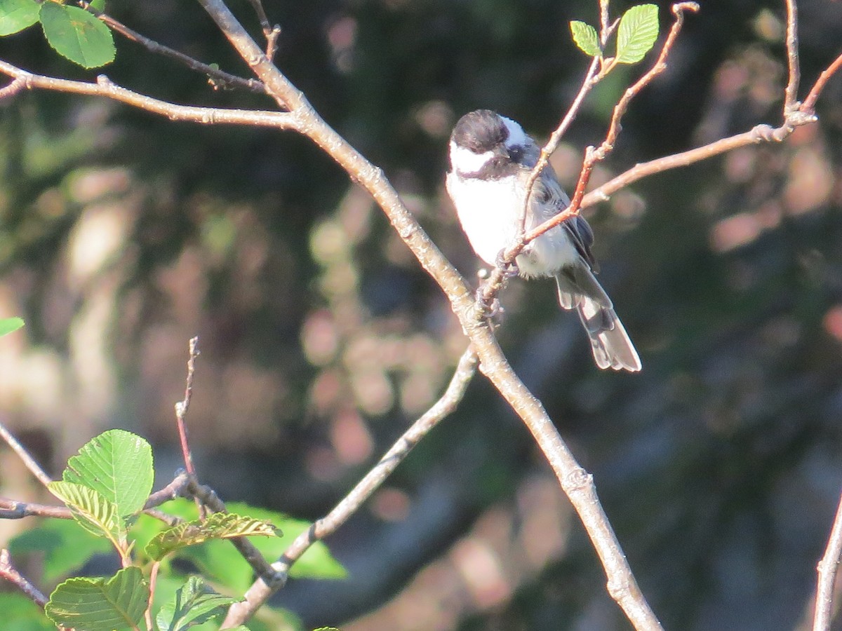 Black-capped Chickadee - ML357668091