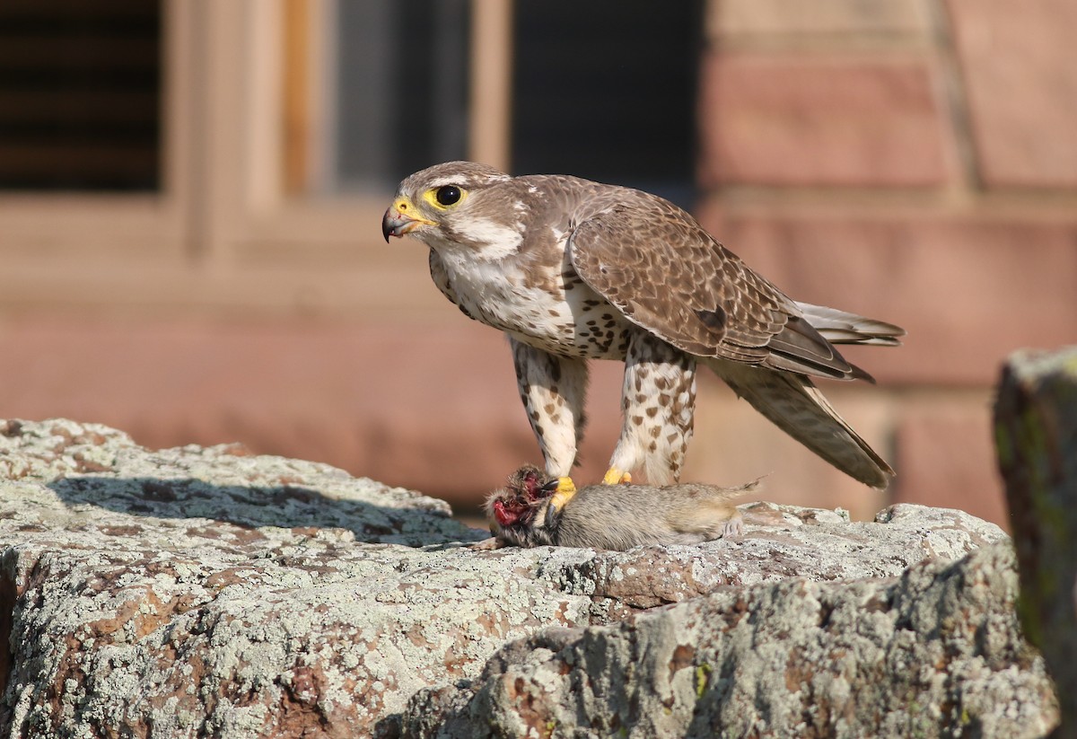 Prairie Falcon - ML357668621