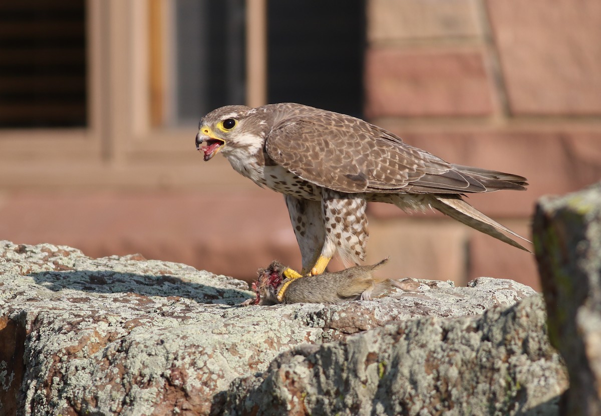 Prairie Falcon - ML357668631