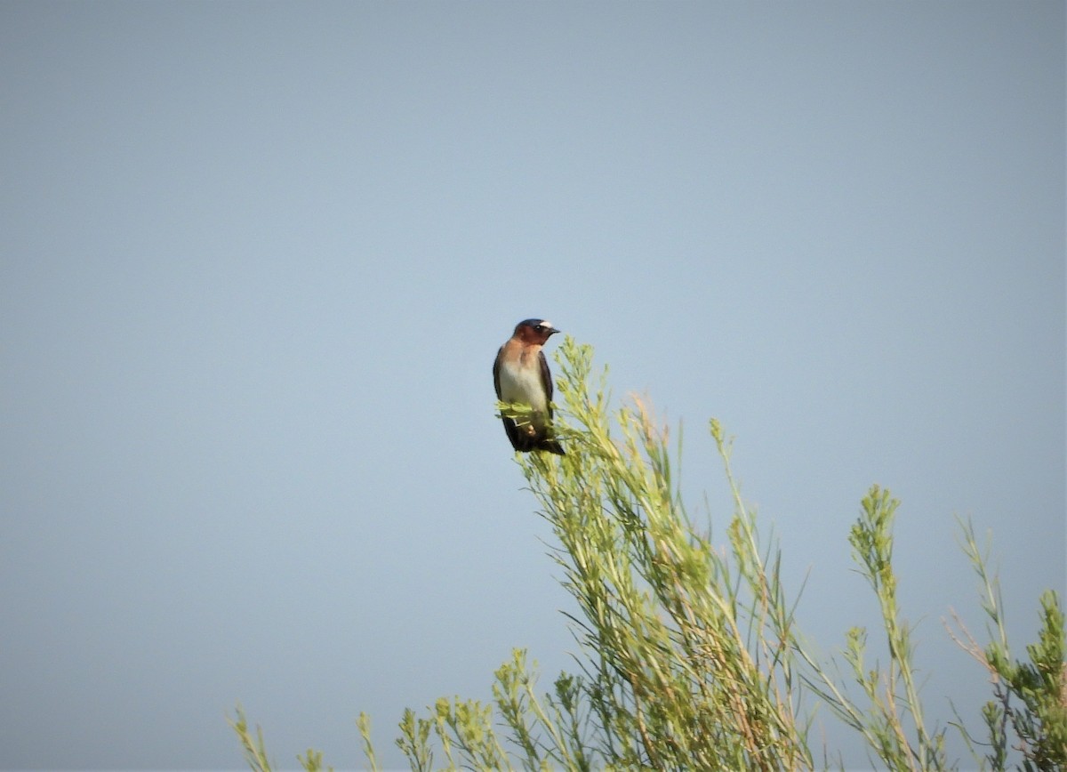 Cliff Swallow - ML357669001