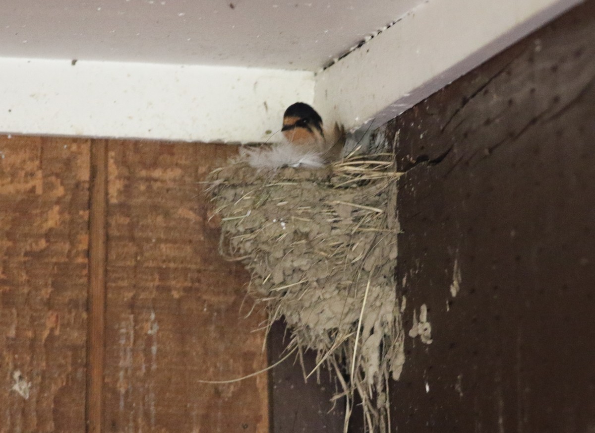 Barn Swallow - Tommy Quarles