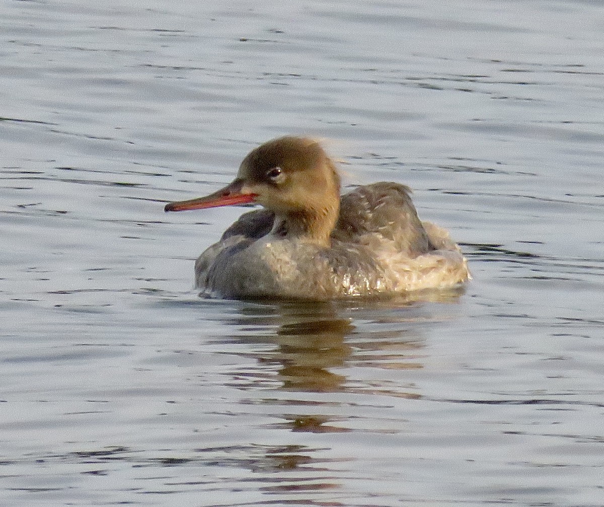 Сэвгэр бохио - ML357670201