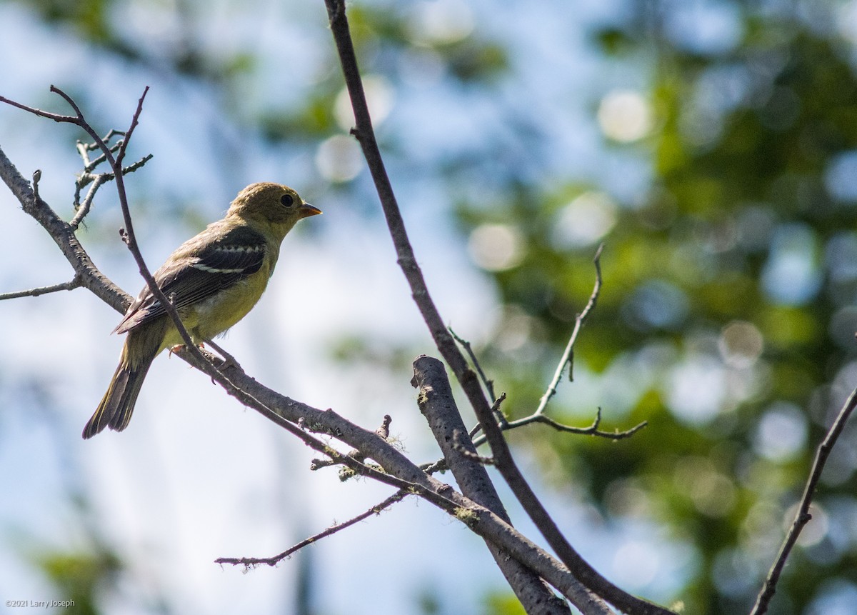 Western Tanager - ML357670731