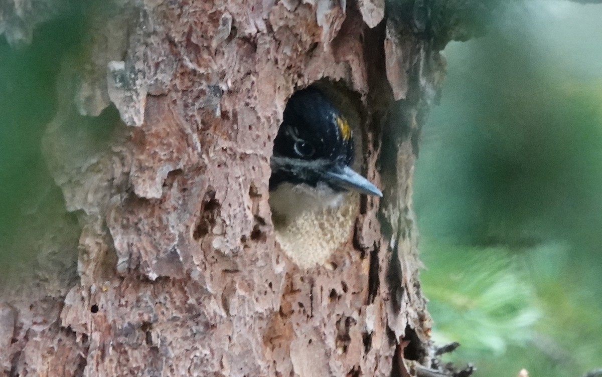 American Three-toed Woodpecker - ML357673511