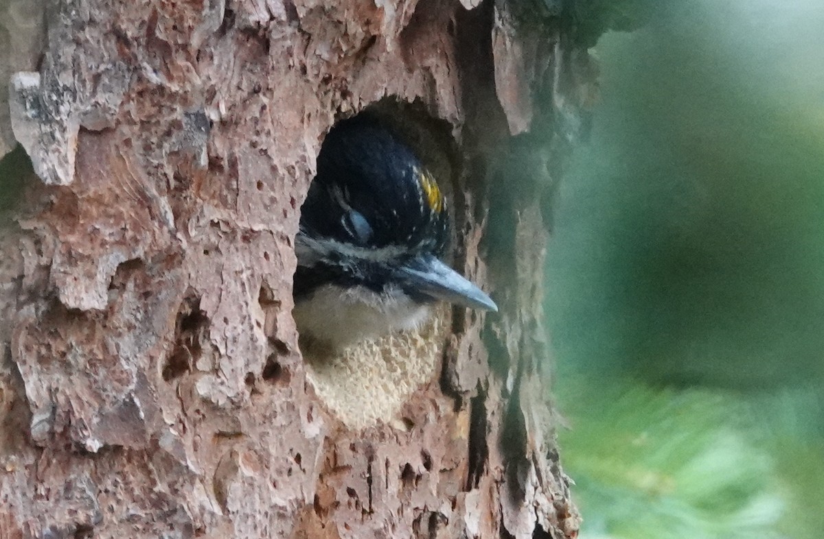 American Three-toed Woodpecker - ML357673571