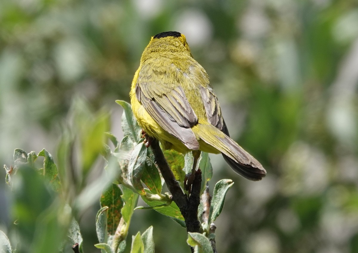 Wilson's Warbler - ML357673731