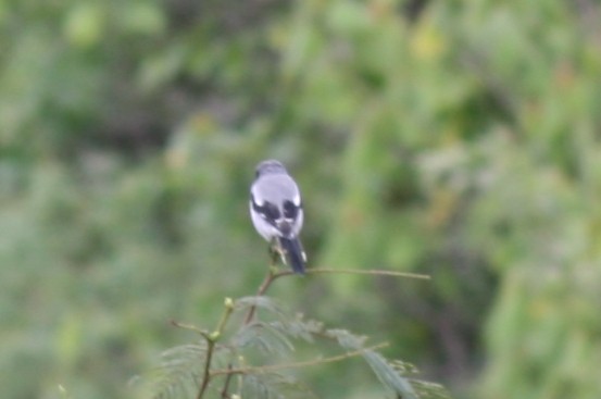 Loggerhead Shrike - ML357674611