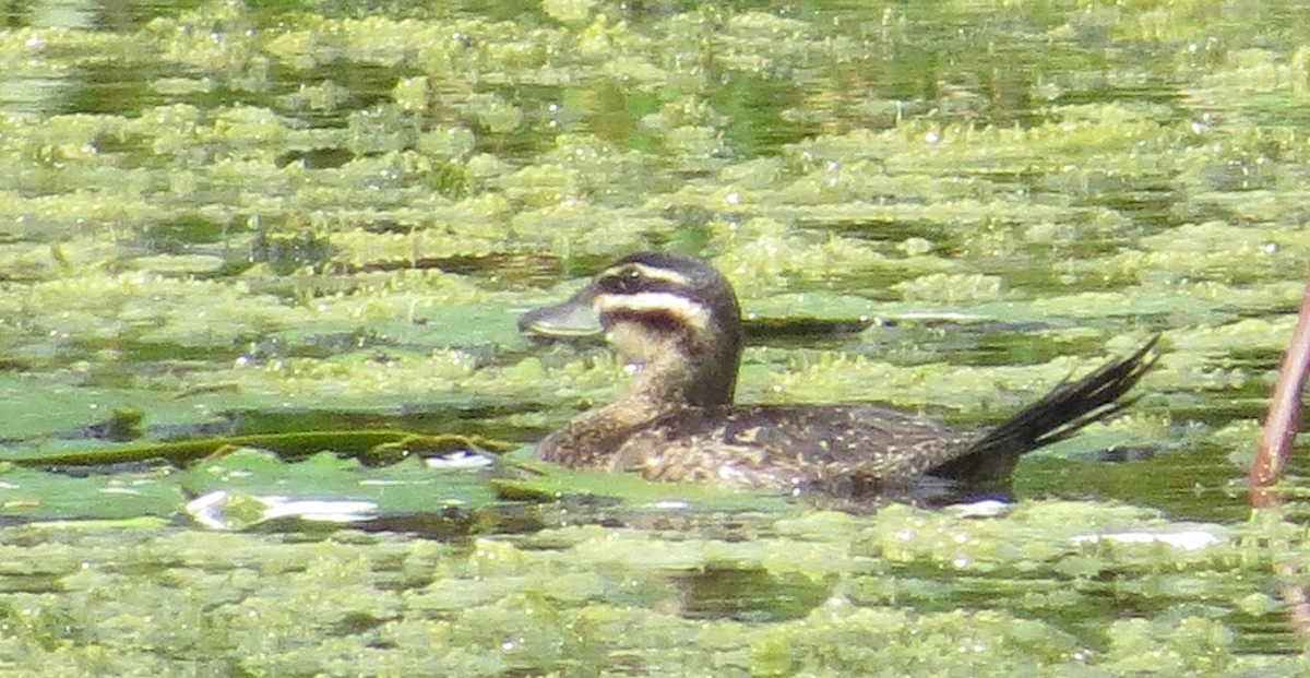 Masked Duck - ML357674991