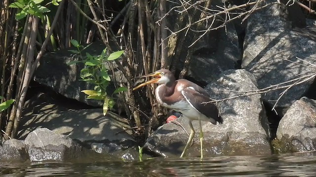 Tricolored Heron - ML357675611