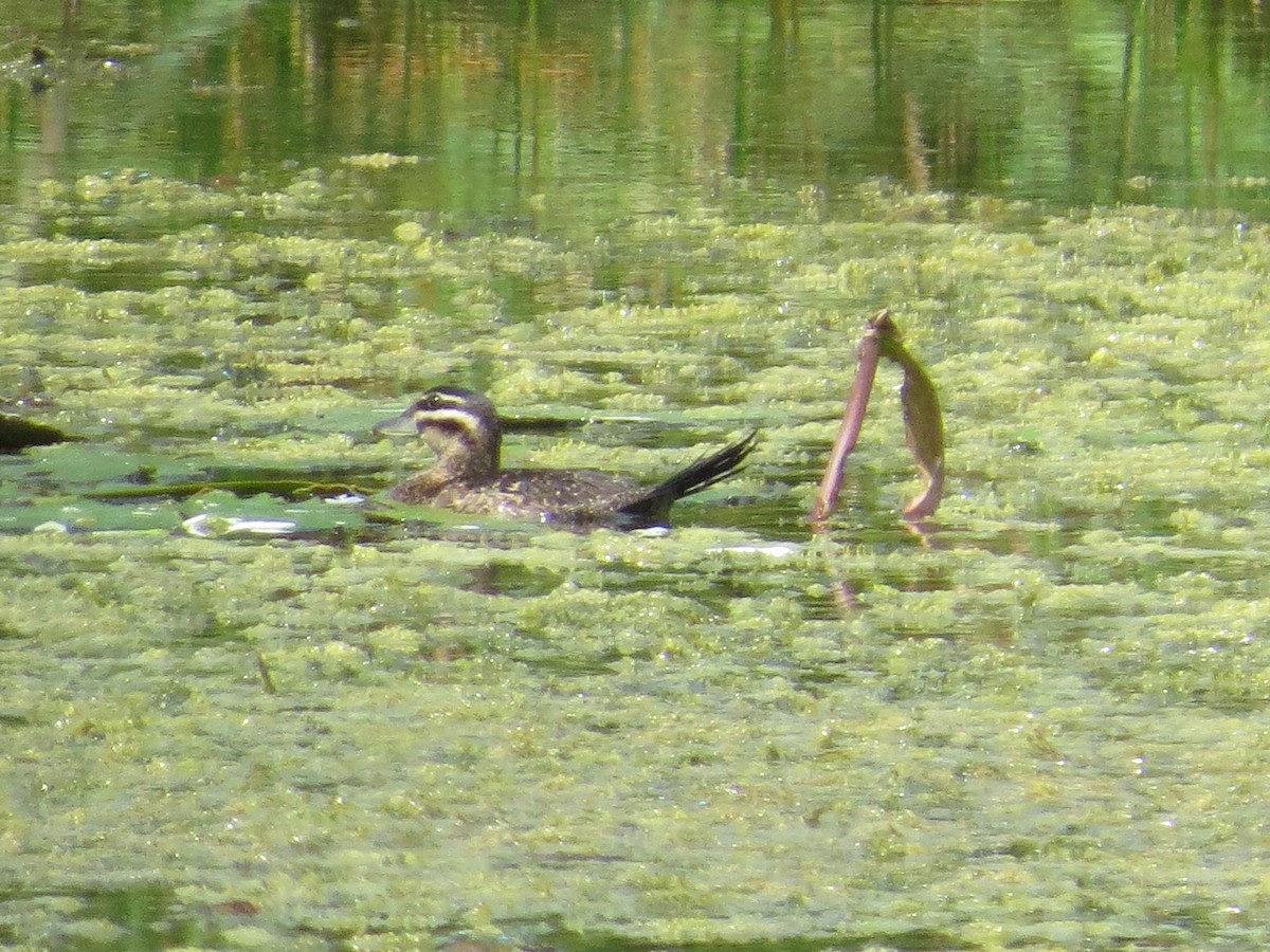 Masked Duck - ML357675981