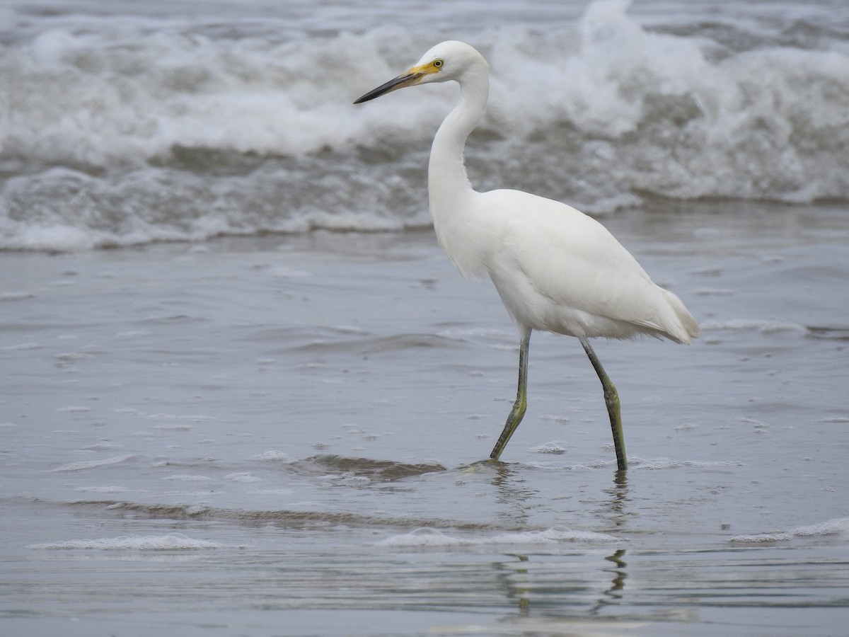 Snowy Egret - ML357676531