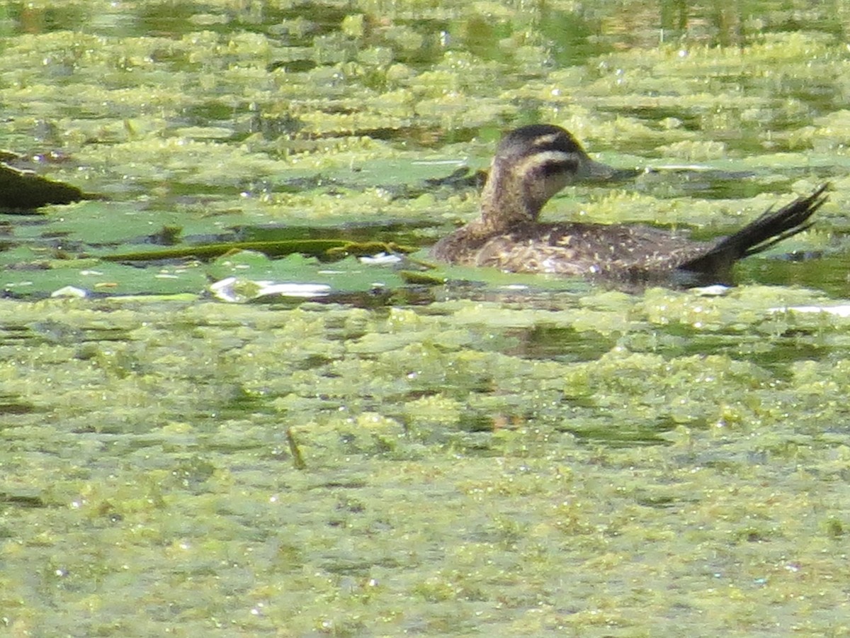 Masked Duck - ML357677771