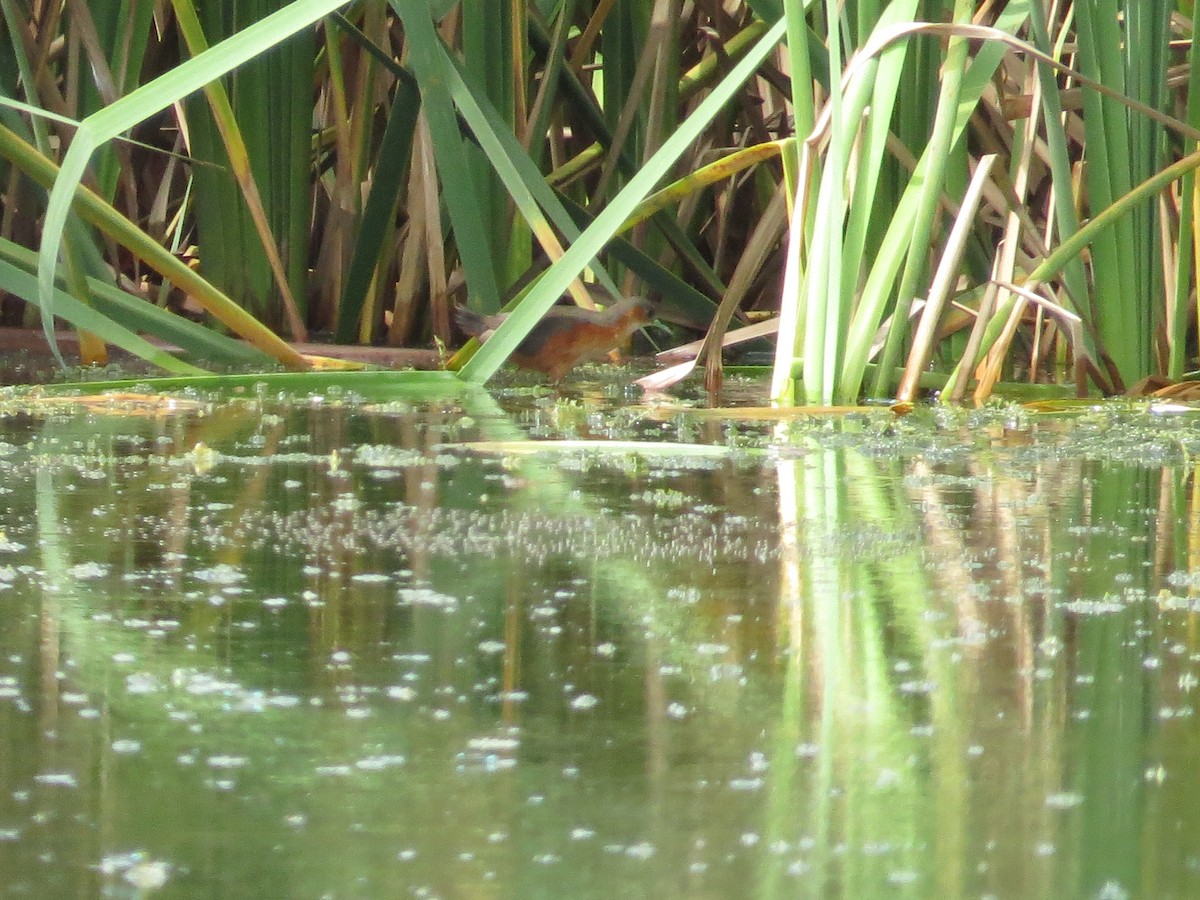 Rusty-flanked Crake - Scarlet  Cordero Seijas