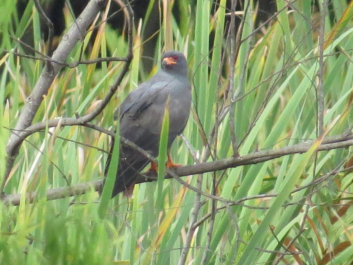 Snail Kite - ML357682721