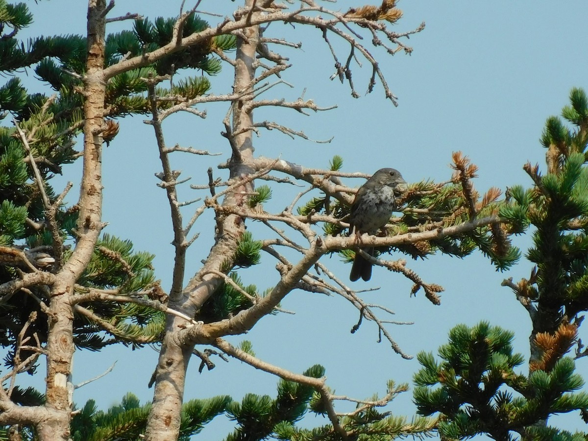 Fox Sparrow (Slate-colored) - ML357684891