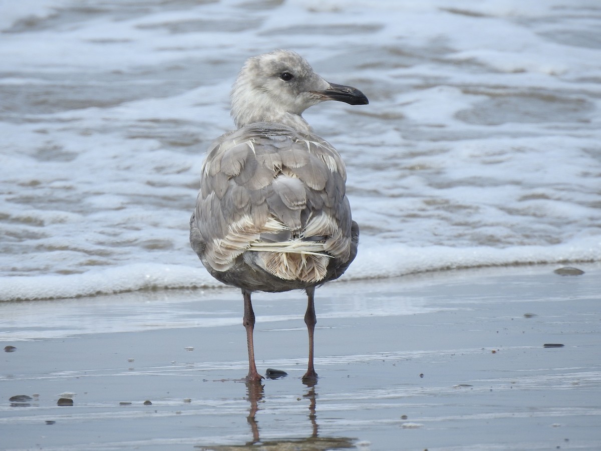 Glaucous-winged Gull - ML357684981