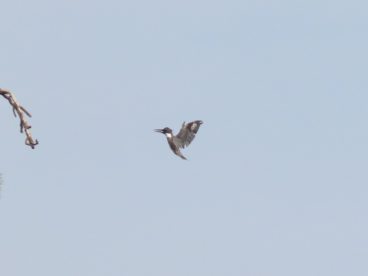 Belted Kingfisher - Larry Siemens