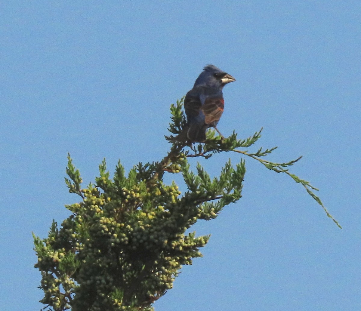 Blue Grosbeak - ML357686851