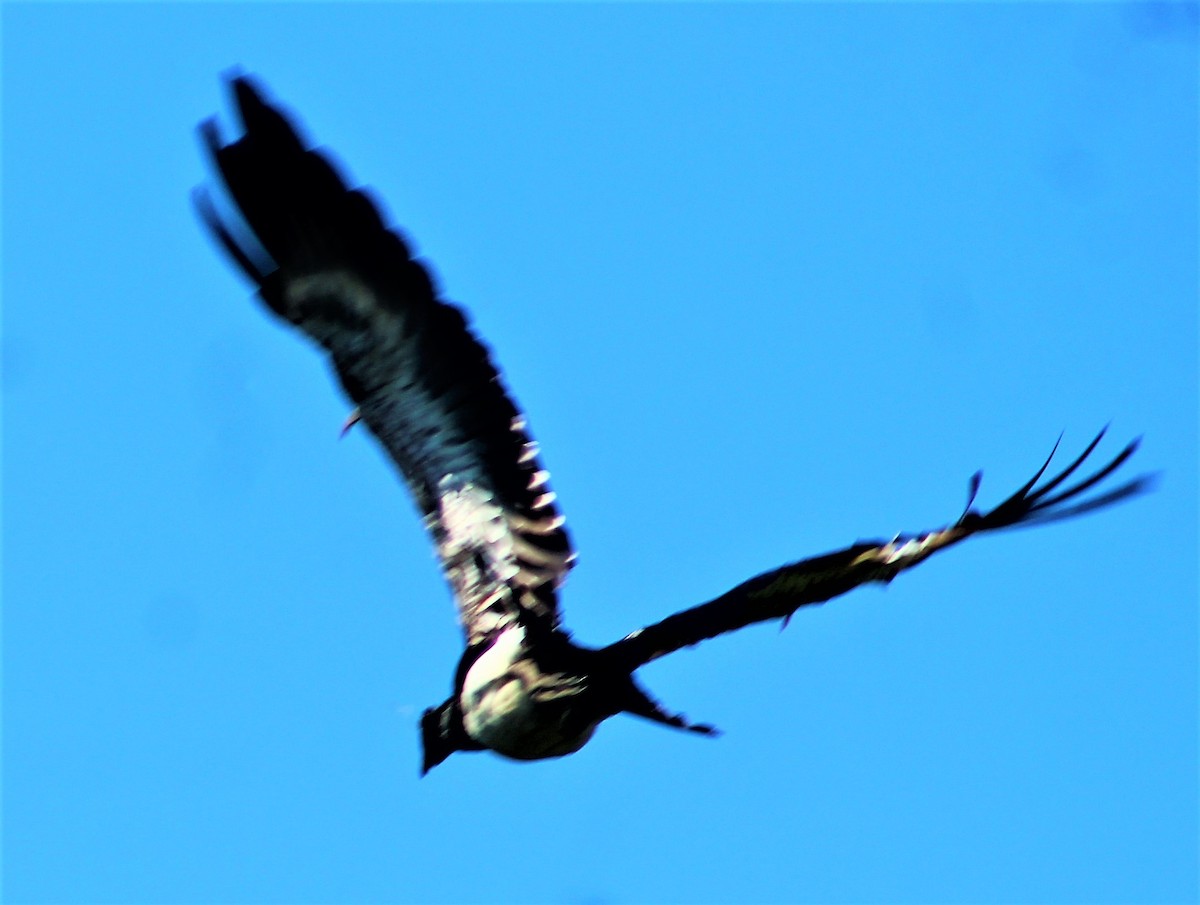 Horned Screamer - ML357687851