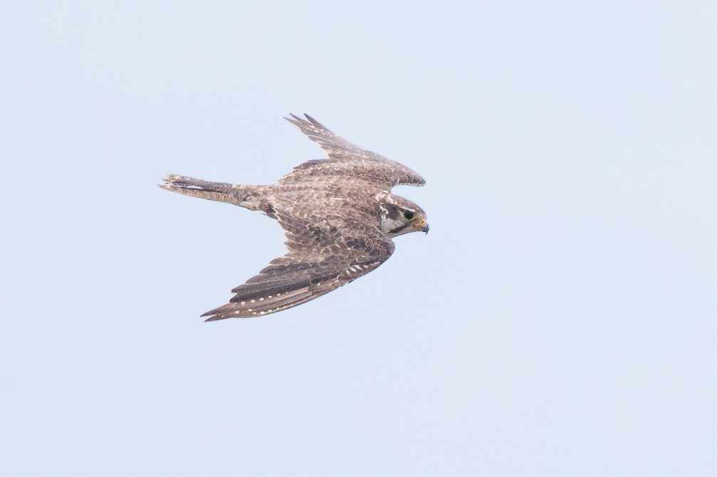 Prairie Falcon - Garrett Lau