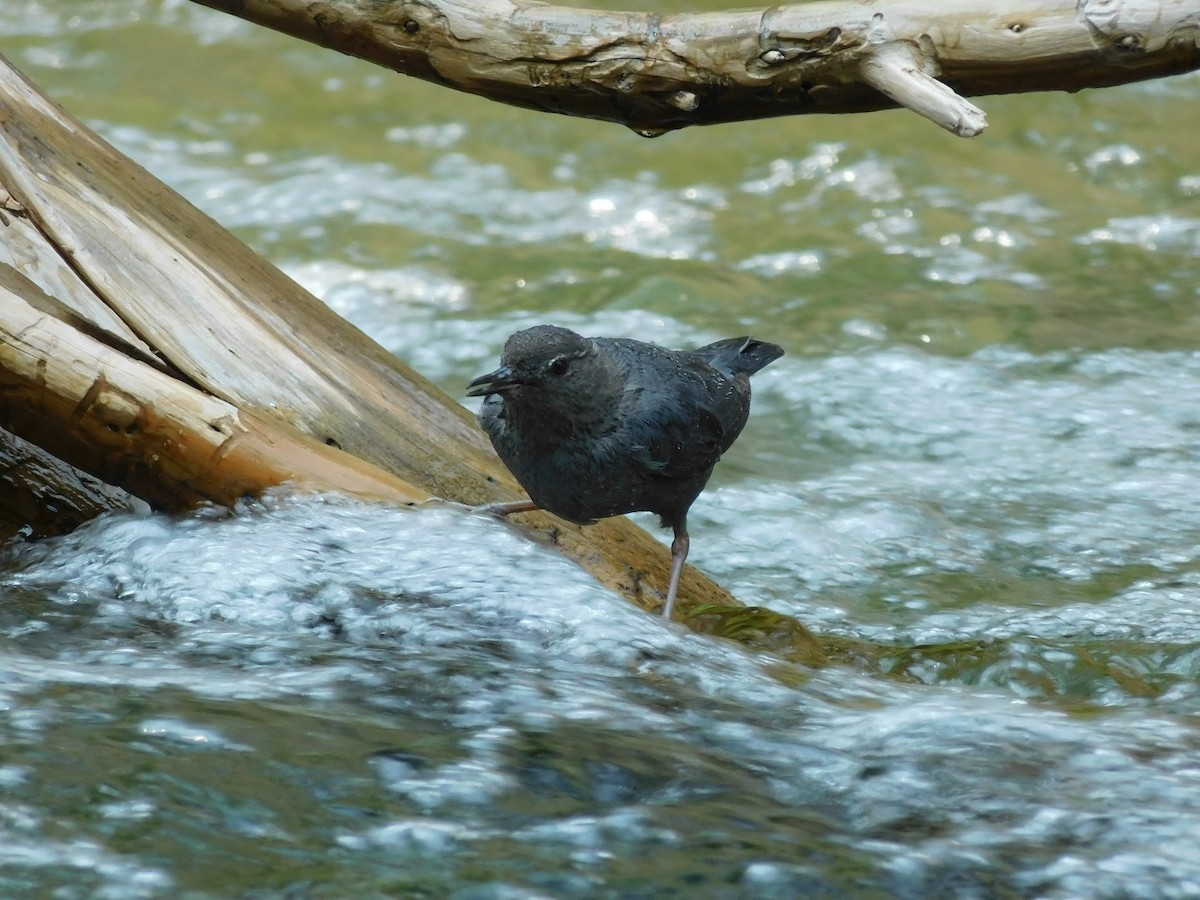 American Dipper - ML357691331