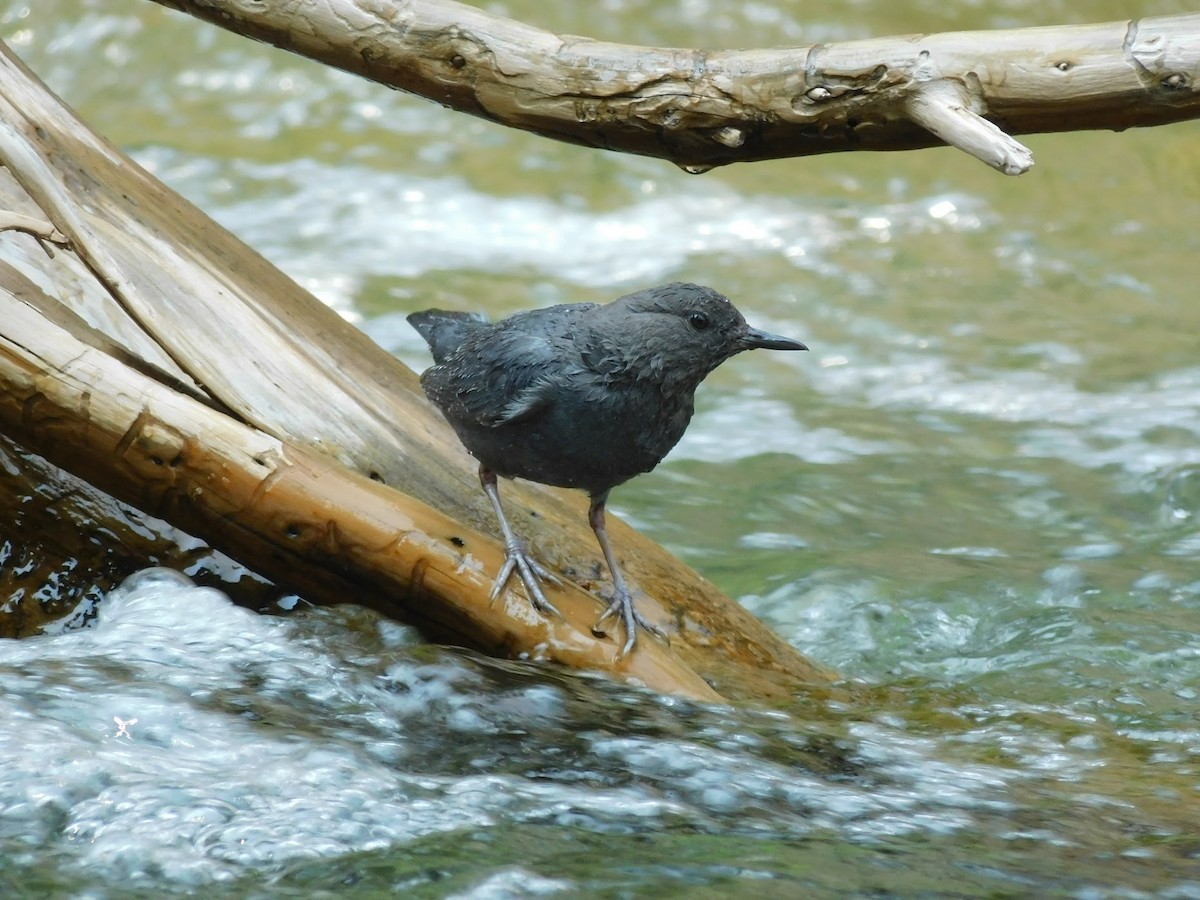 American Dipper - ML357691341