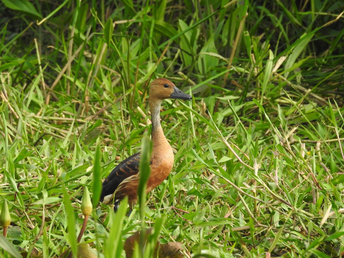 Fulvous Whistling-Duck - ML357693411