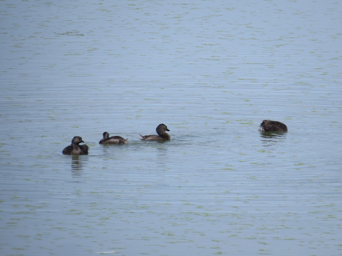 Least Grebe - ML357695661