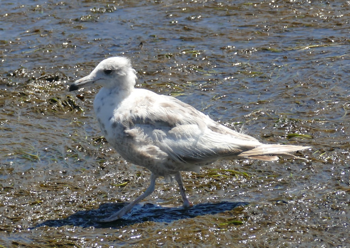 Glaucous-winged Gull - ML357697541