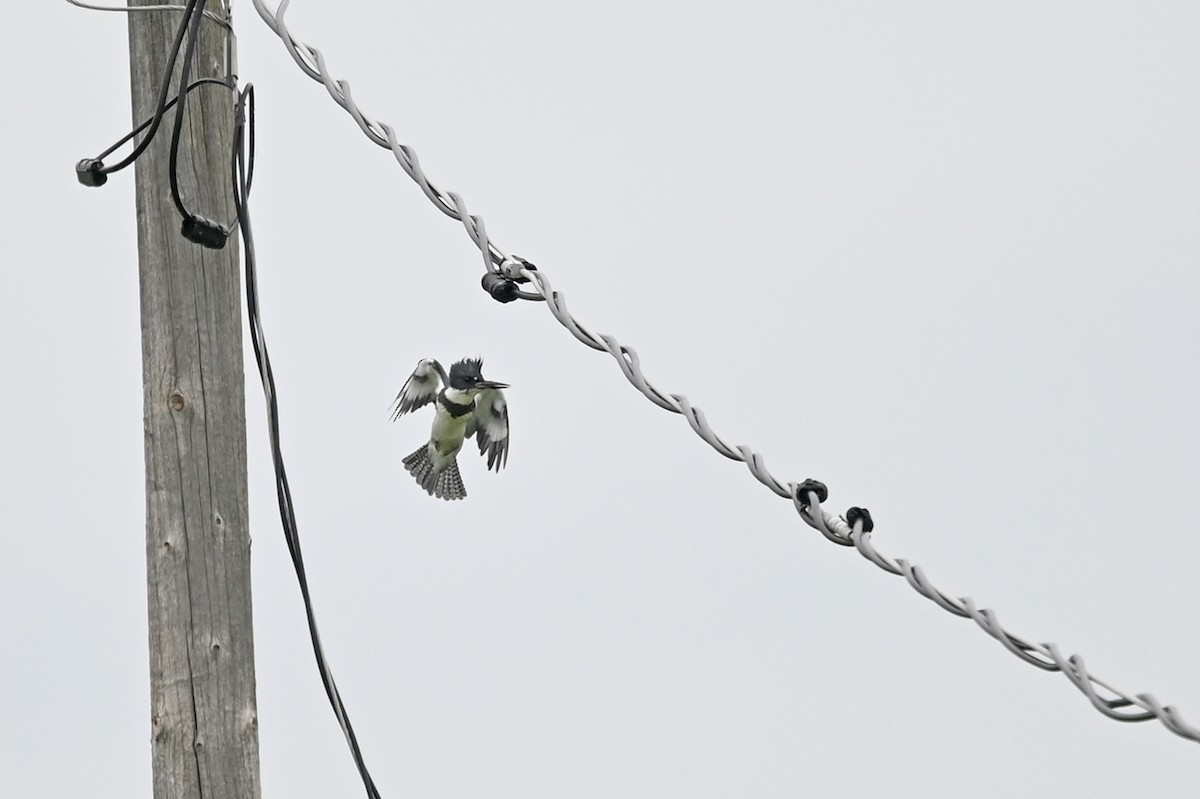 Belted Kingfisher - Marie O'Neill