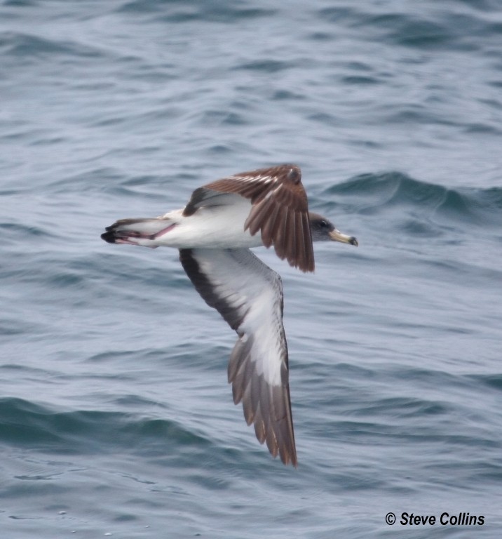 Cory's Shearwater - ML35769941