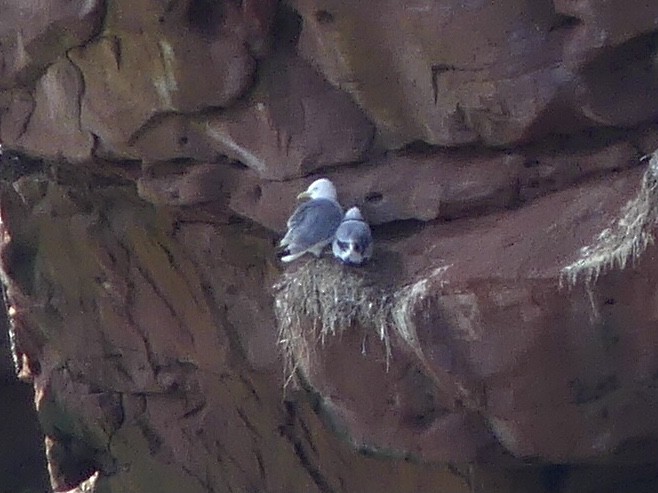 Black-legged Kittiwake - Suzanne Cholette