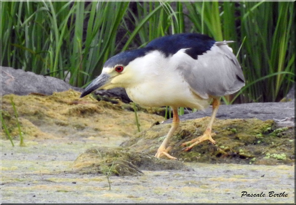 Black-crowned Night Heron - Pascale Berthe