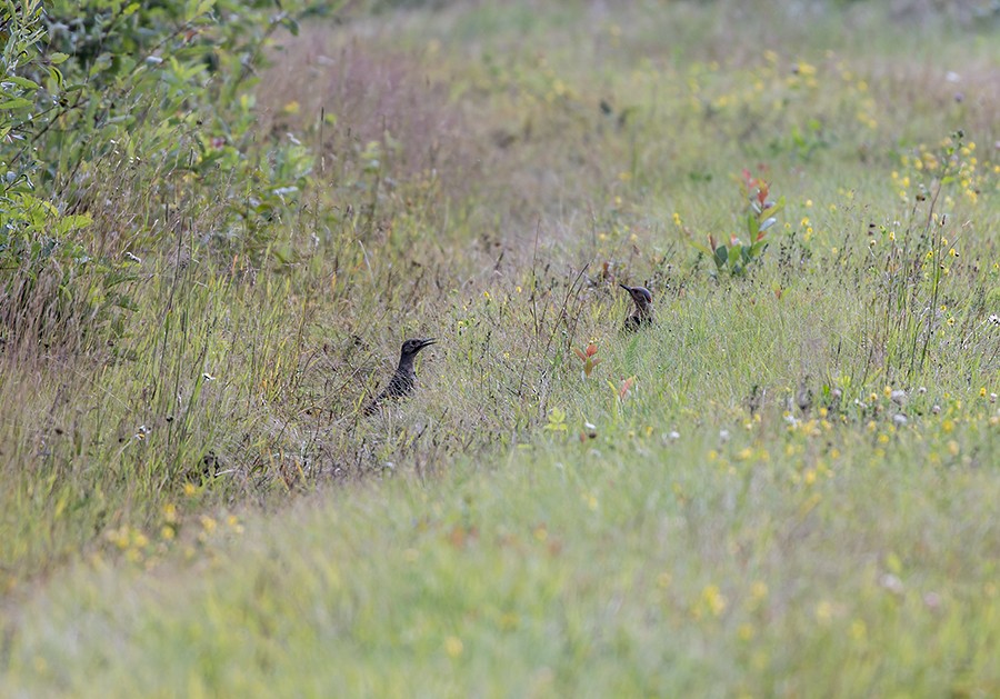 Northern Flicker - Tina Sawicki