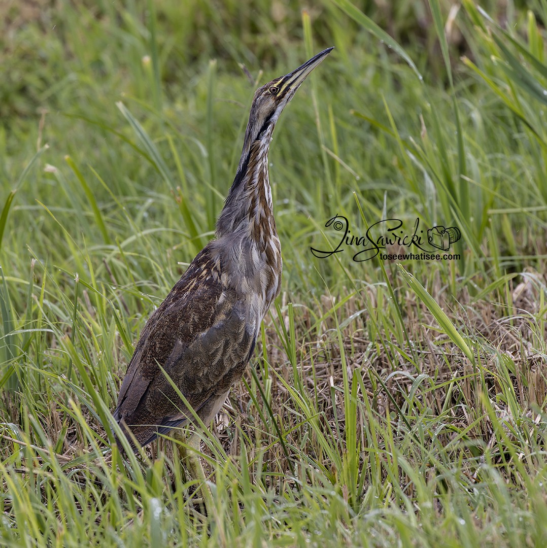 American Bittern - ML357702441