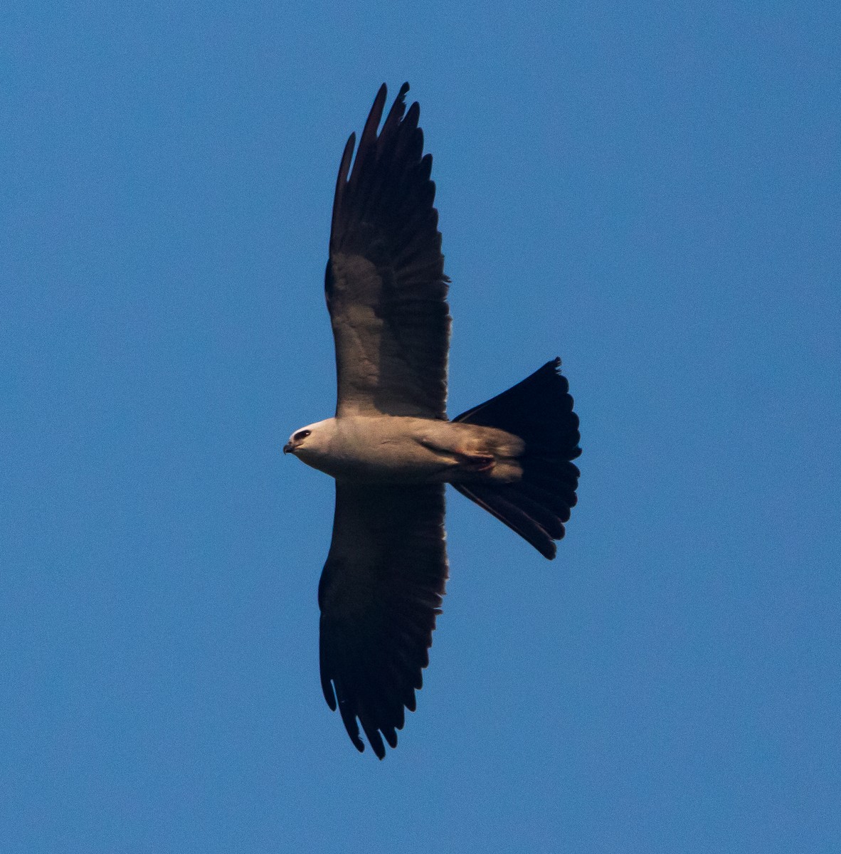 Mississippi Kite - ML357702991