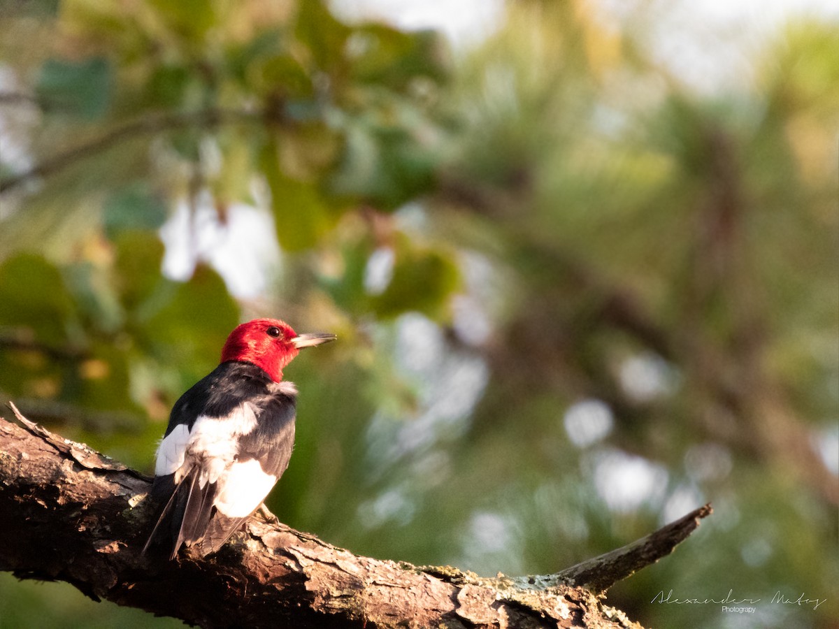 Red-headed Woodpecker - ML357703401