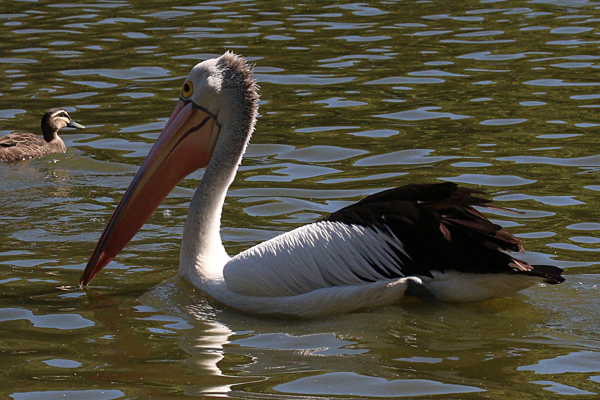 Australian Pelican - ML357707001