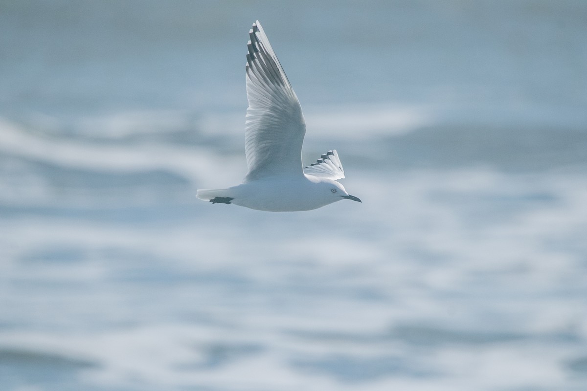 Gaviota Maorí - ML357708431